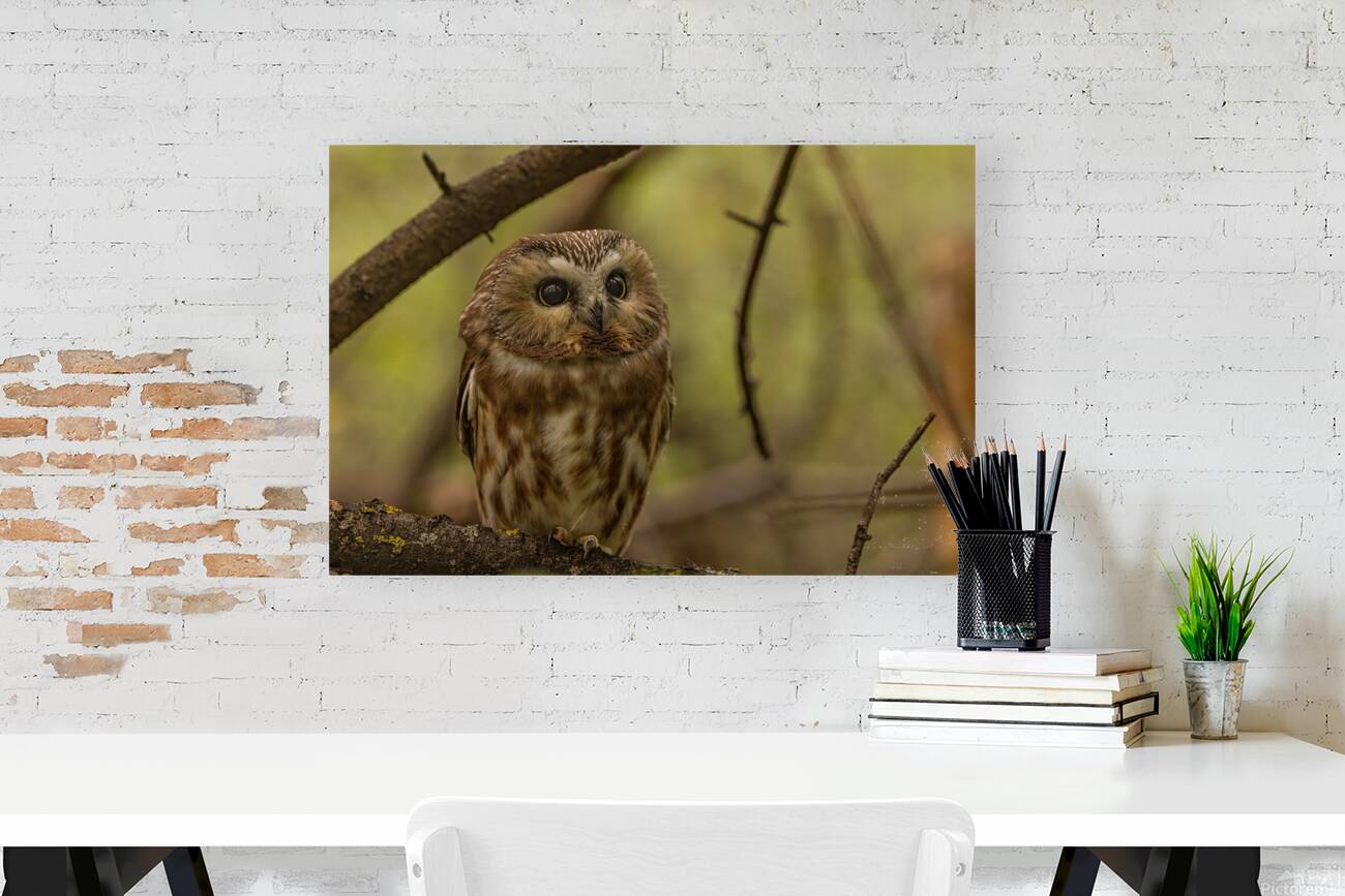 Saw Whet Owl 2 Reproduction