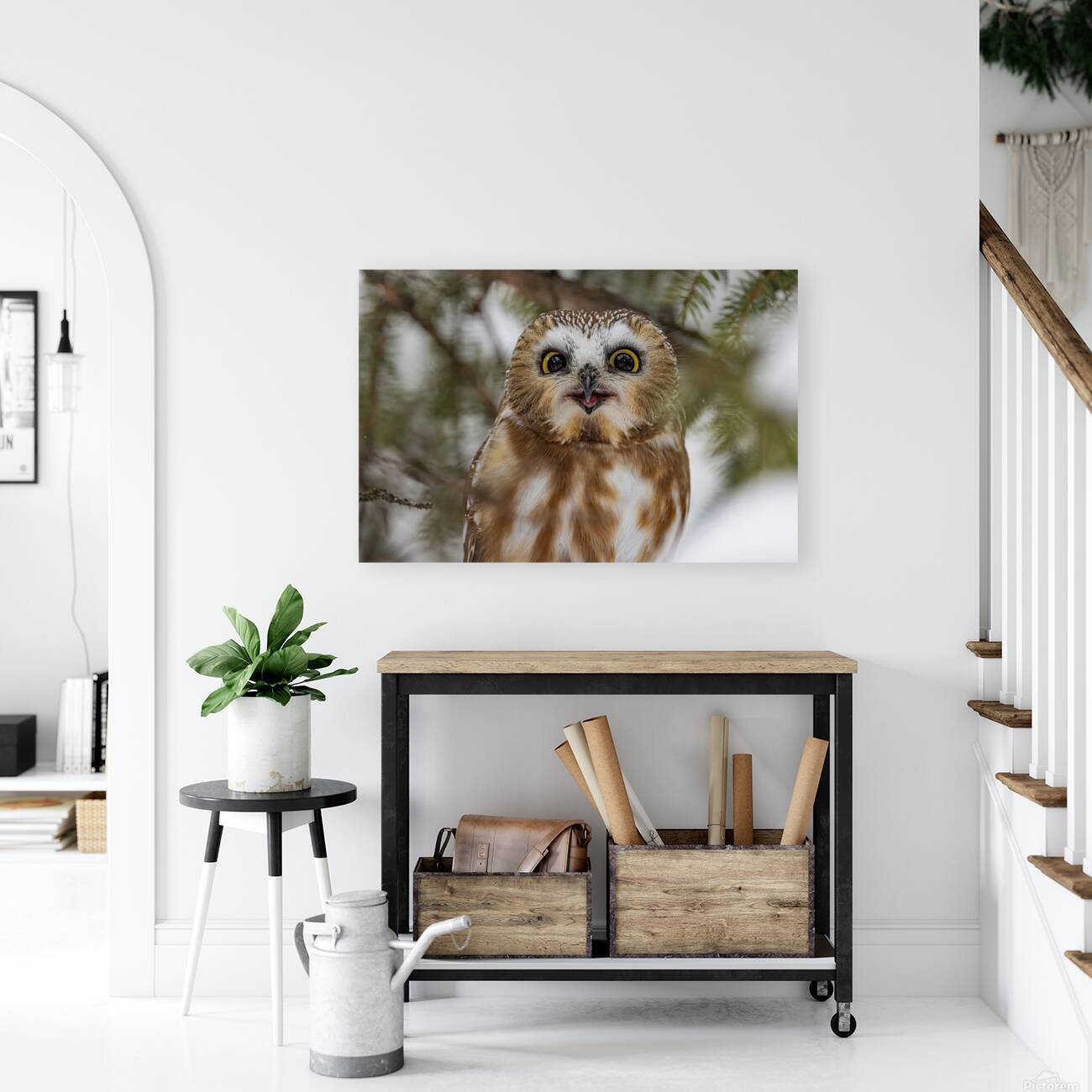 Saw Whet Owl 5 Reproduction