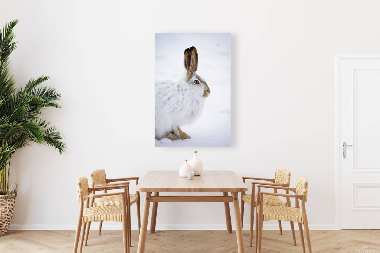 Jack Rabbit Reproduction