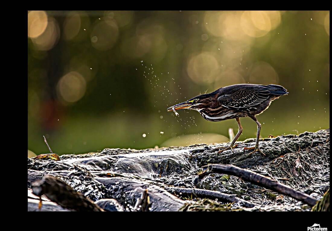 Green Heron Sunset Reproduction