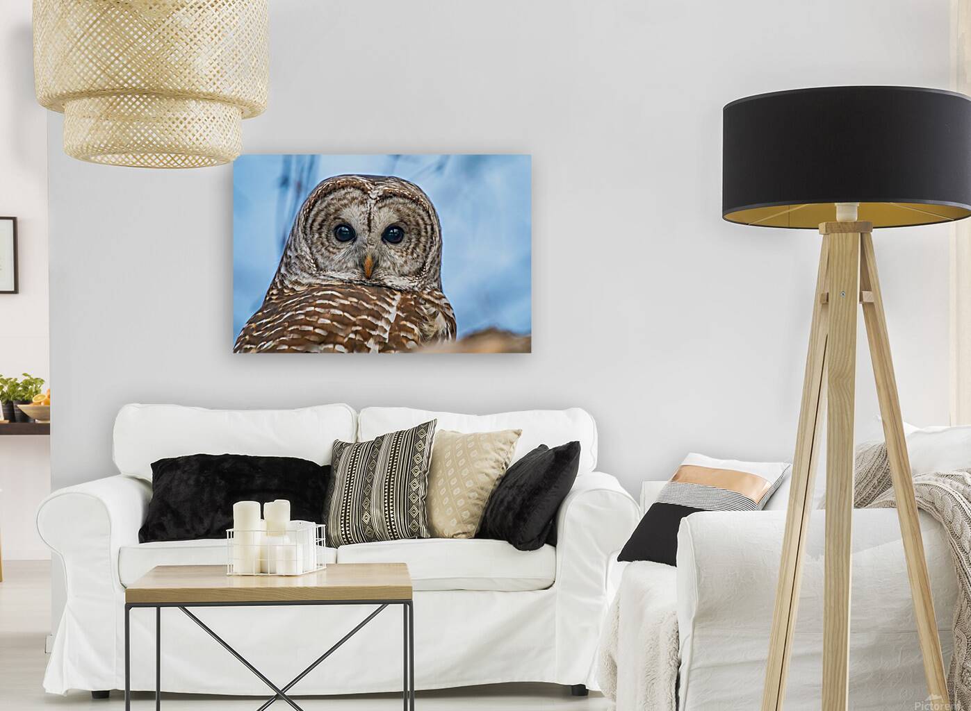 Barred Owl 3 Reproduction