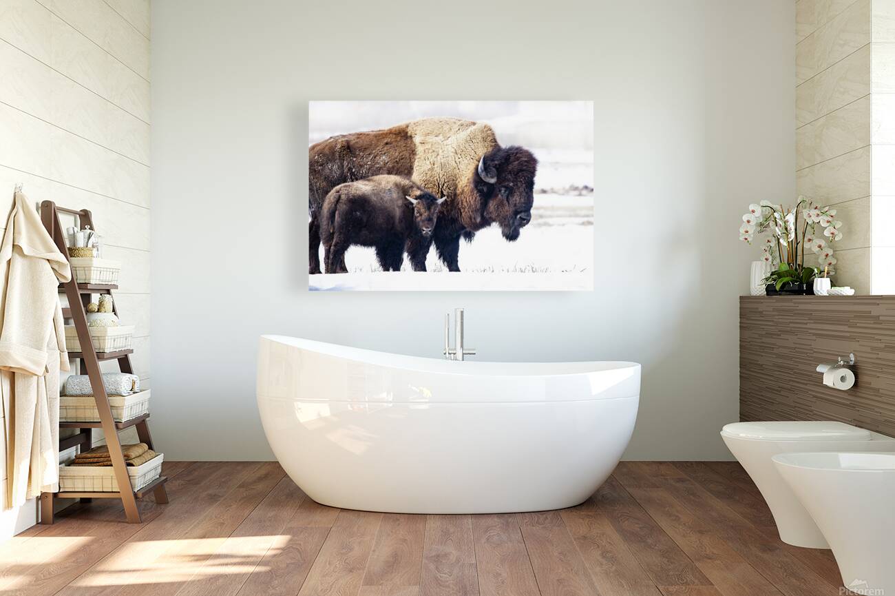 Bison Mom and Cub Reproduction