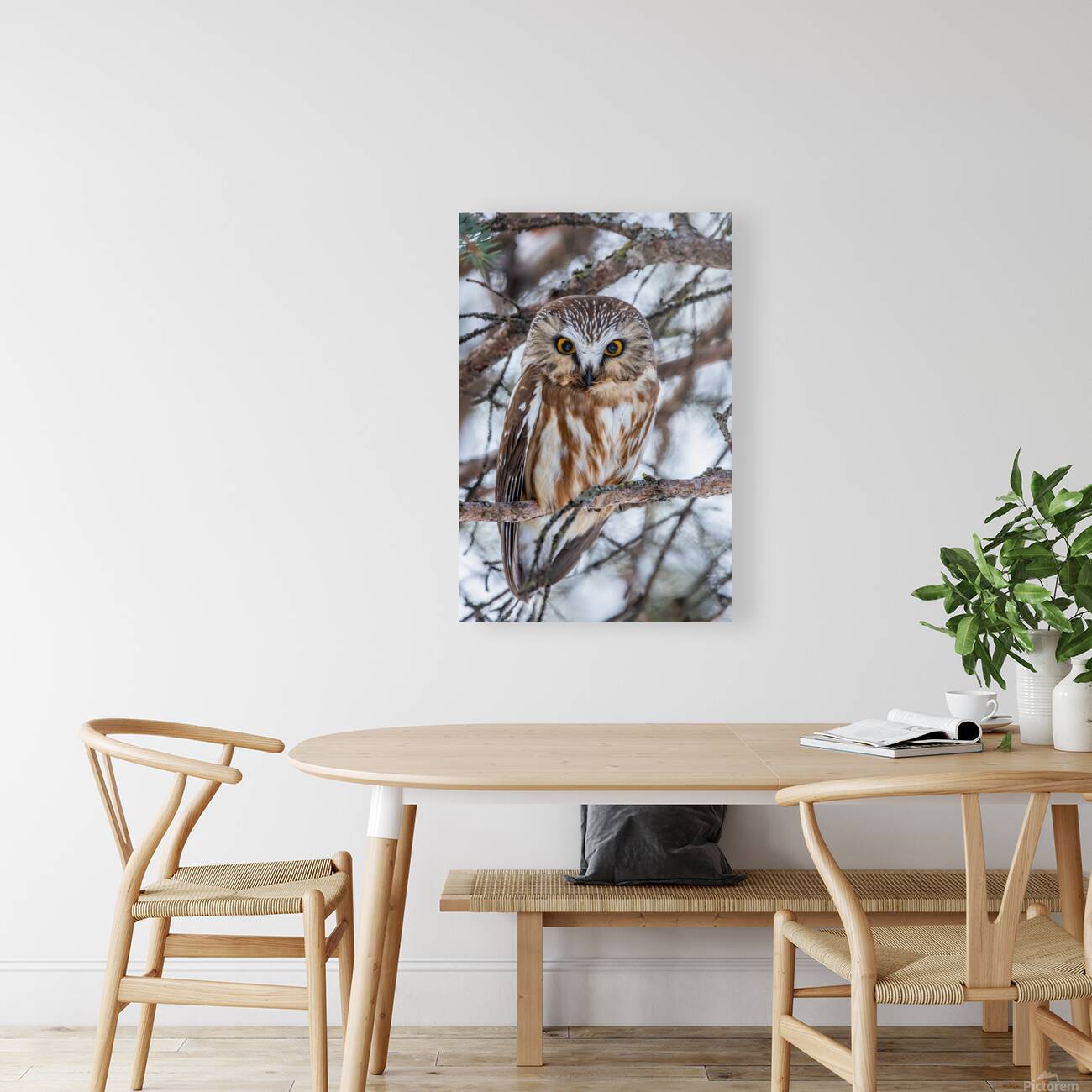 Saw Whet Owl 6 Reproduction