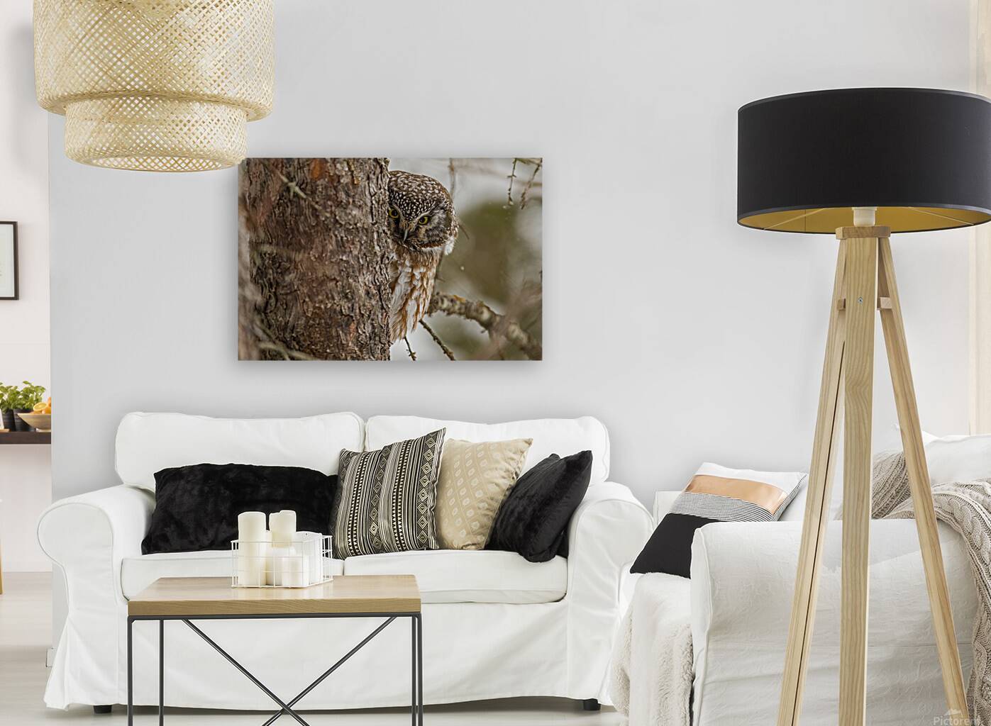 Boreal Owl Picaboo Reproduction