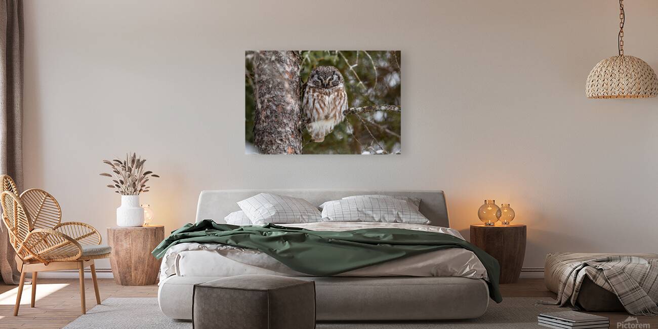 Boreal Owl 2 Reproduction