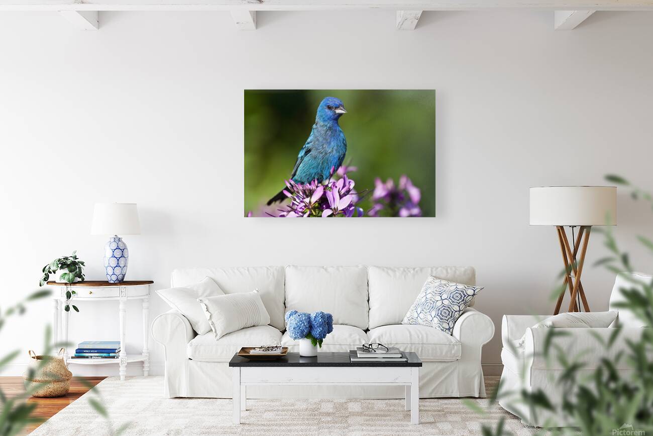 Indigo 2 Reproduction