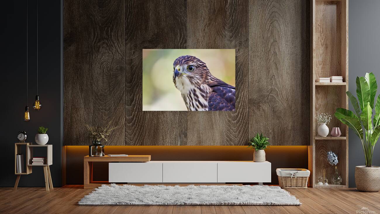 Coopers Hawk Reproduction