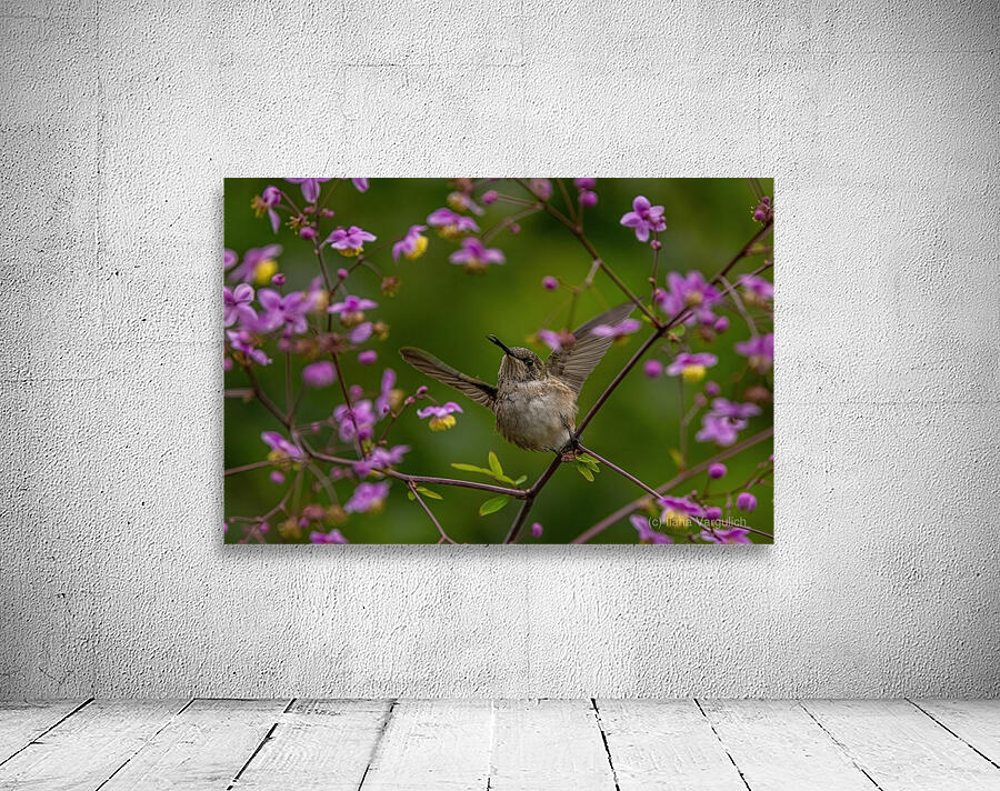 Hummingbird in Flower Frame Wall Preview