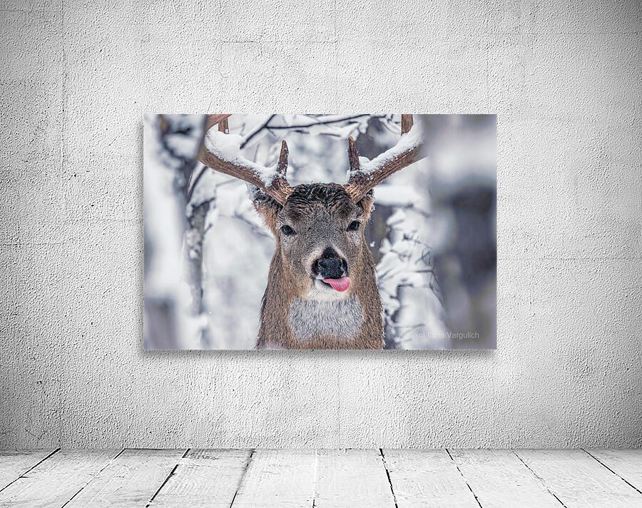 Buck Glancial Blue Wall Preview