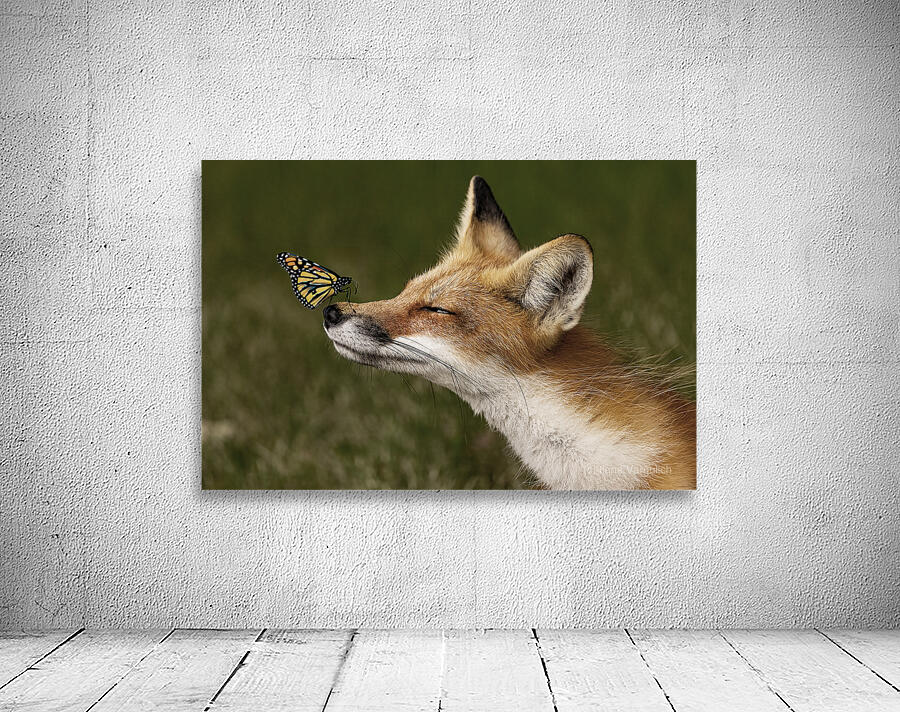 Red Fox with Butterfly Wall Preview