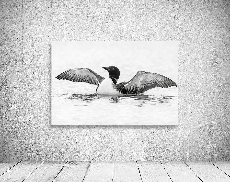 Loon BW Wall Preview