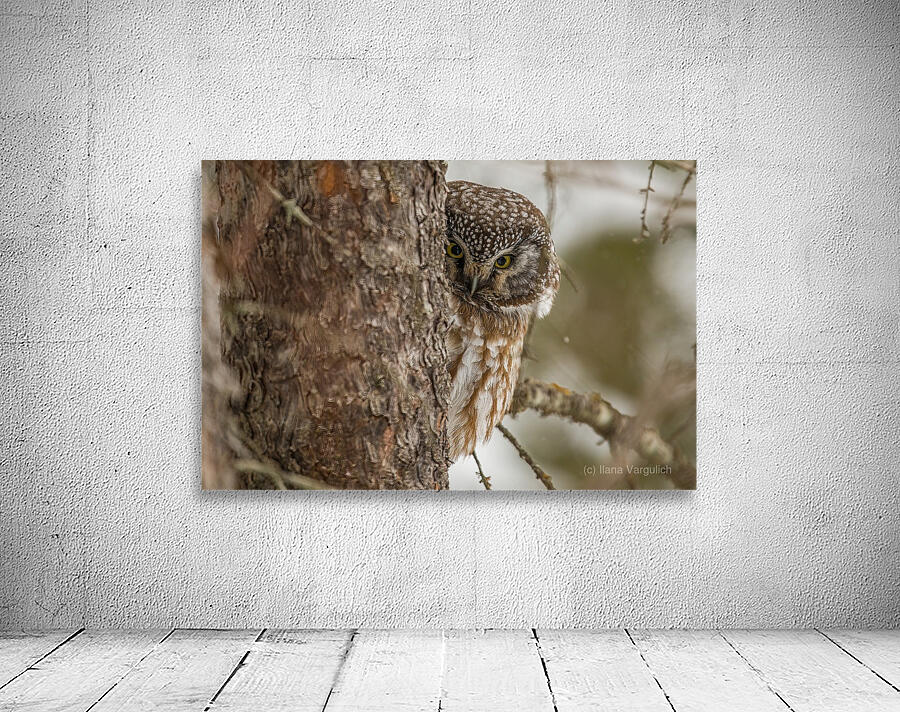 Boreal Owl Peekaboo Wall Preview