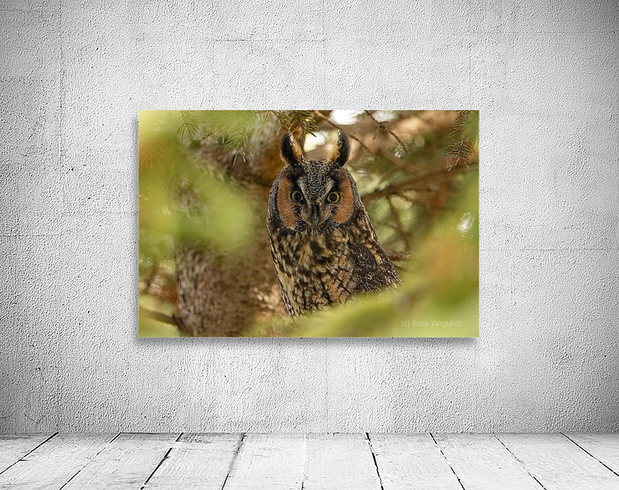 LEO Portrait Wall Preview