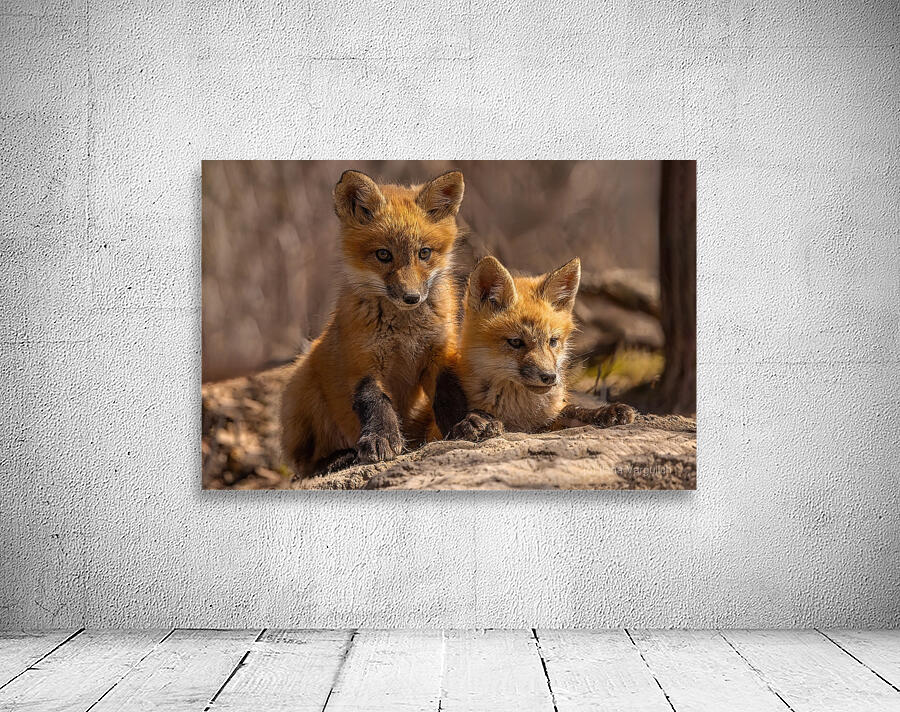 Red Fox Kits Wall Preview