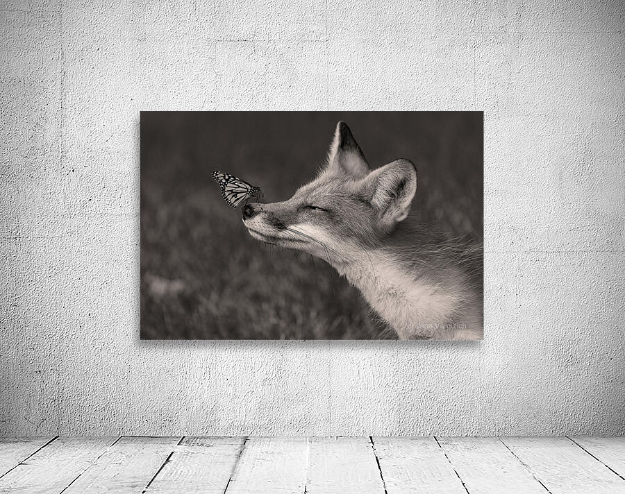 Red Fox with Butterfly BW Wall Preview