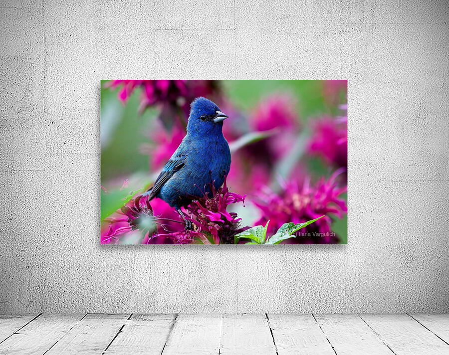 Indigo Bunting Wall Preview