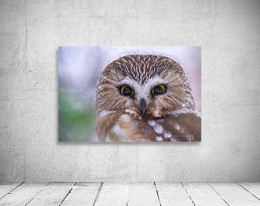 Saw Whet Owl Wall Preview