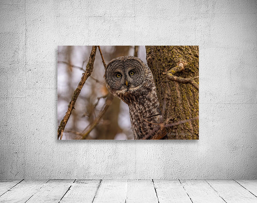 GGO 5 Peekaboo Wall Preview