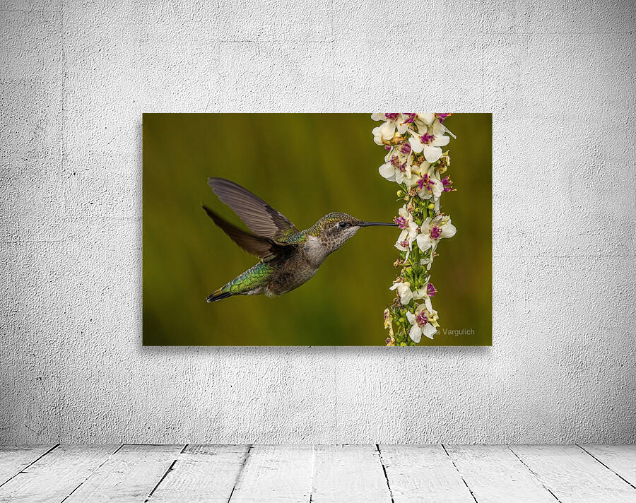 Hummingbird Wall Preview