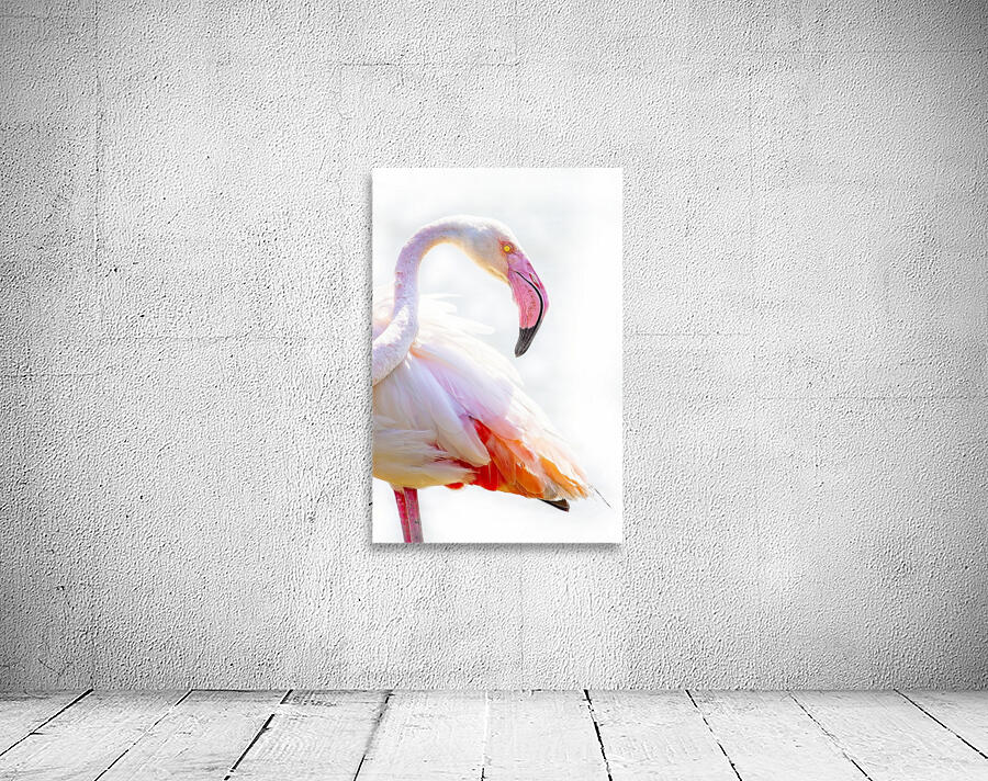 Wild Pink Flamingo Wall Preview