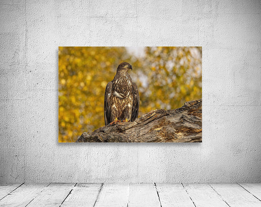 Bald Eagle Fall Time Wall Preview