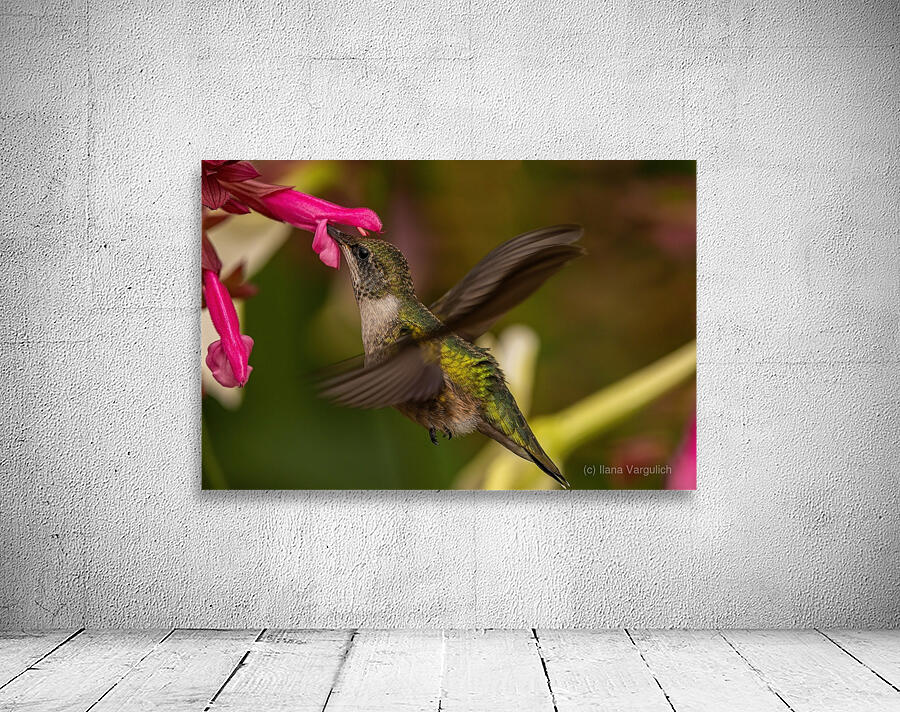 Hummingbird 2 Wall Preview