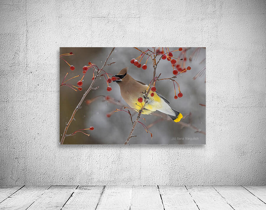 Waxwing Wall Preview