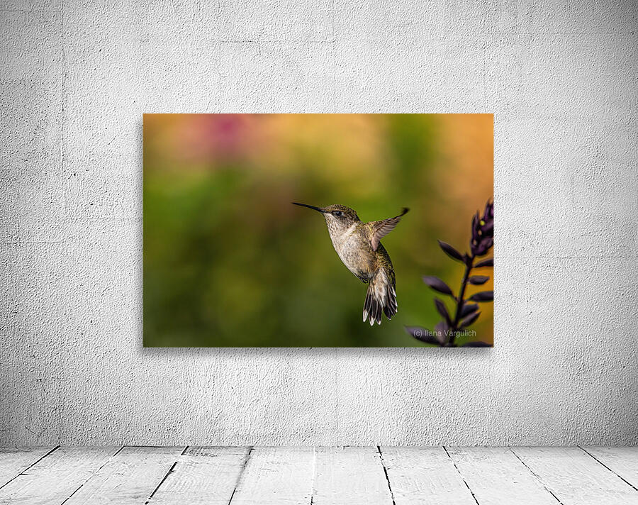 Hummingbird 3 Wall Preview