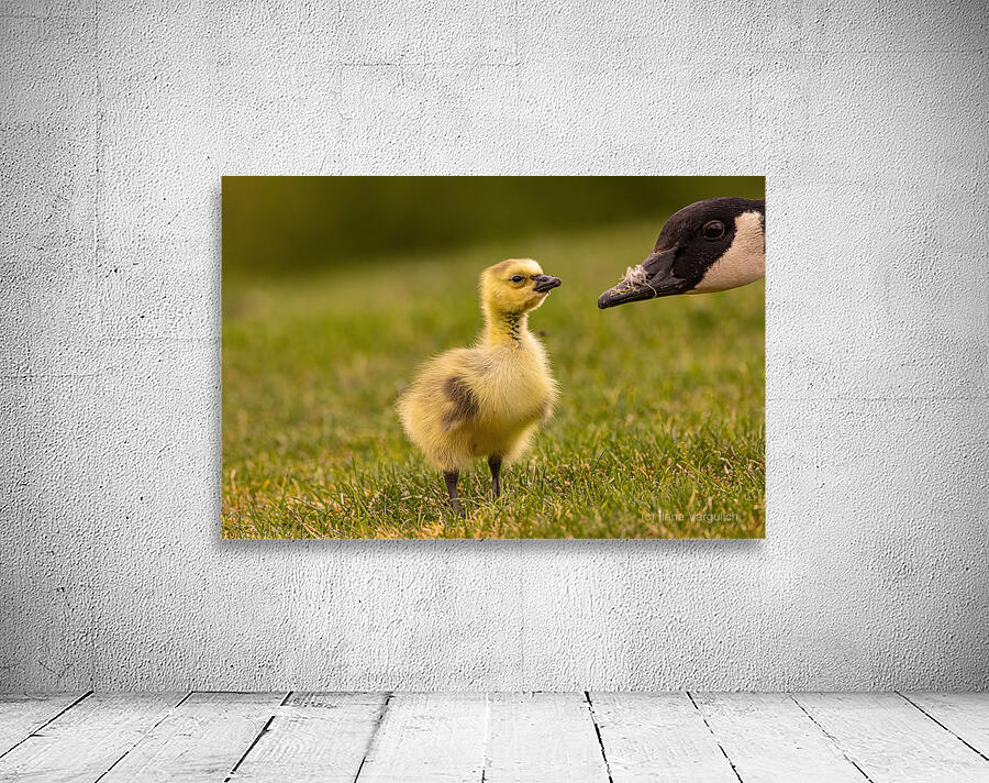 Gosling Story Wall Preview