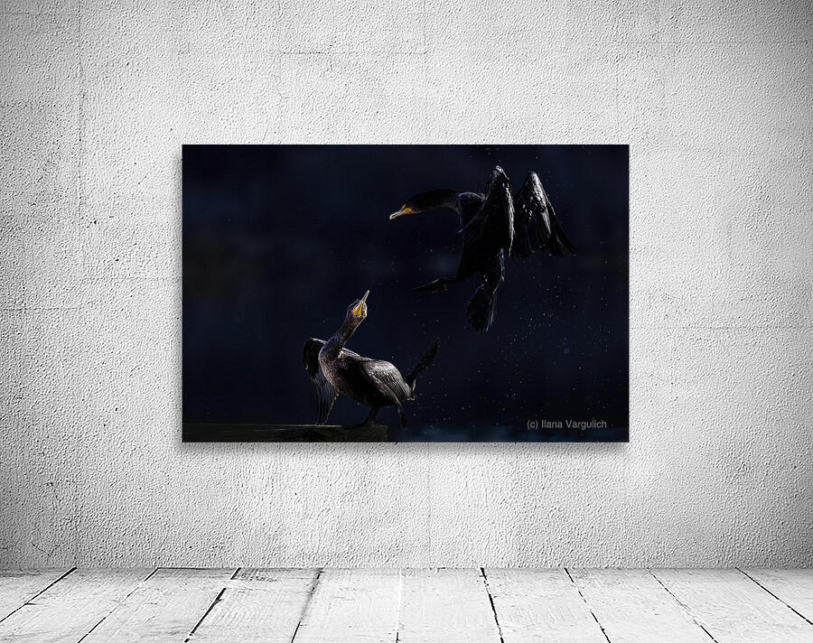 Double Cormorant Wall Preview