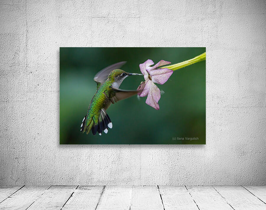 Hummingbird 5 Wall Preview