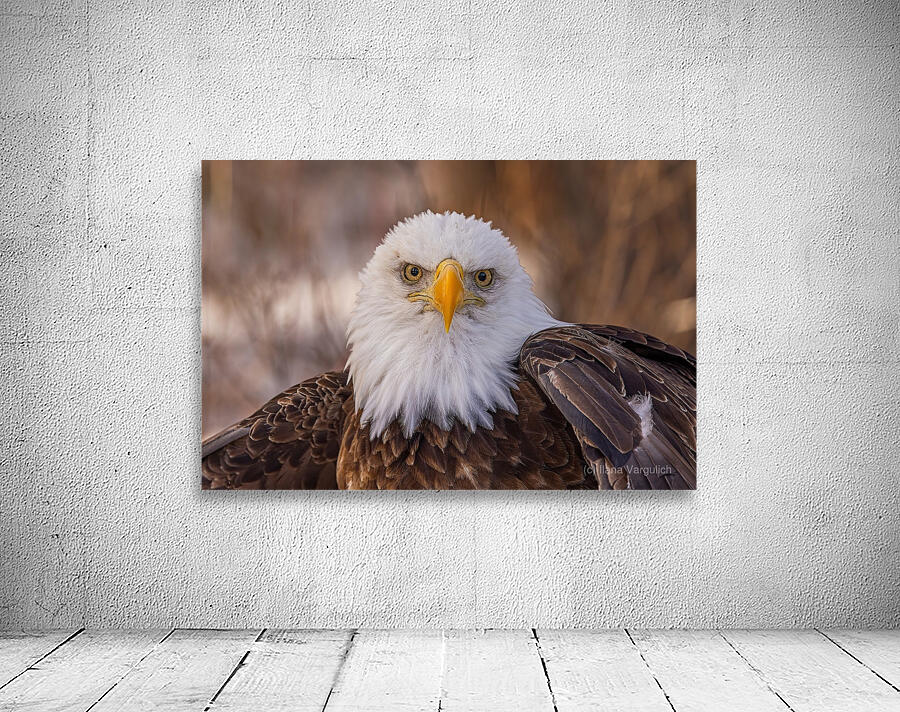 Bald Eagle Portrait Wall Preview