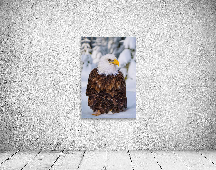 Bald Eagle Winter Wall Preview