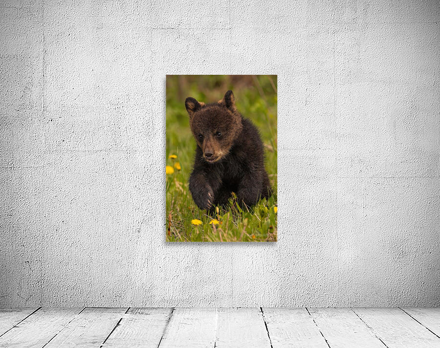 Black Bear Cub Wall Preview
