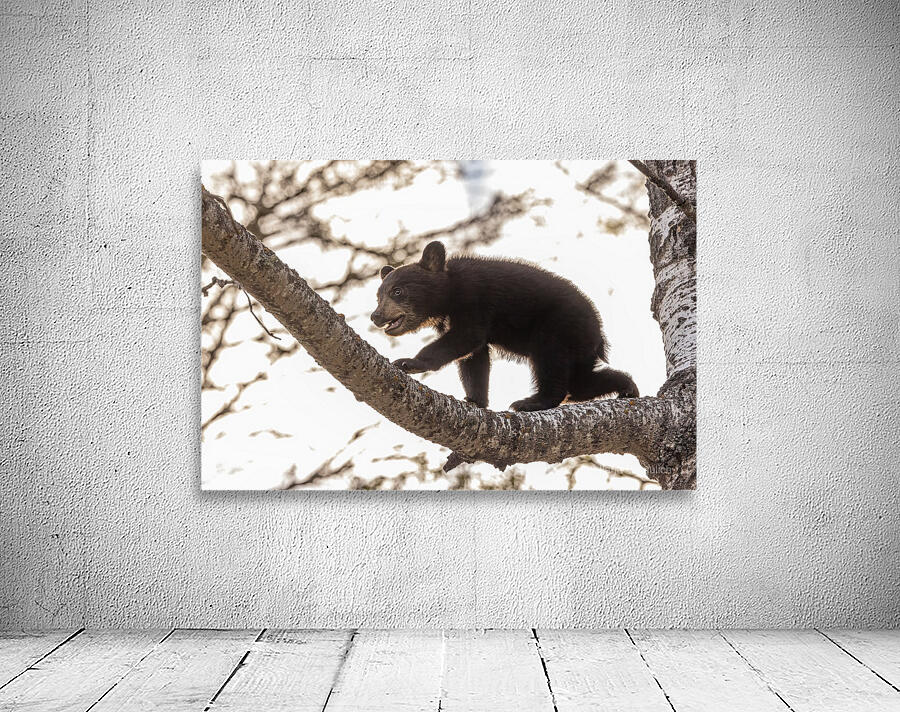 Black Bear Cub 2 Wall Preview