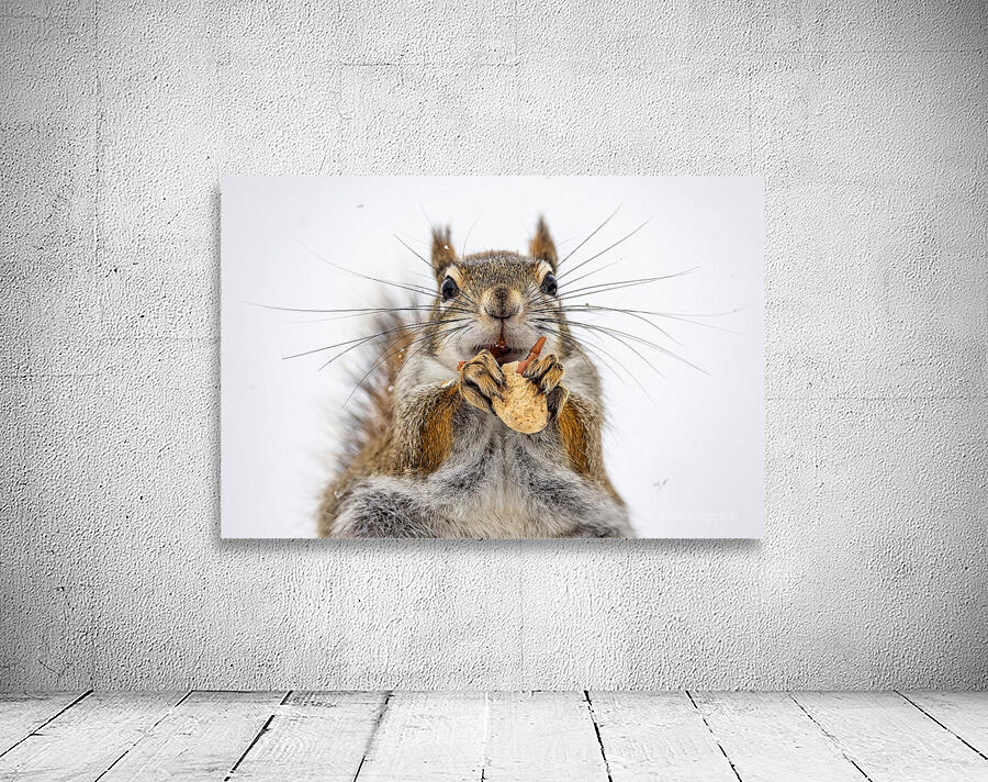 Red Squirrel Wall Preview