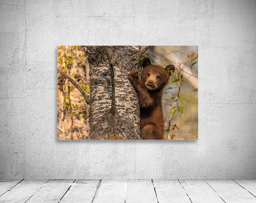 Black Bear Cub 3 Wall Preview