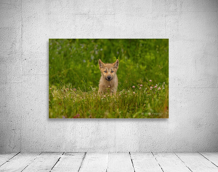 Wolf Pup Wall Preview