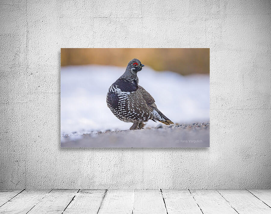 Spruce Grouse Wall Preview