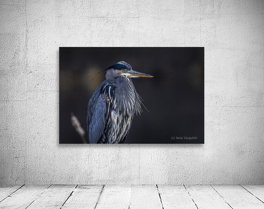 Blue Heron Wall Preview