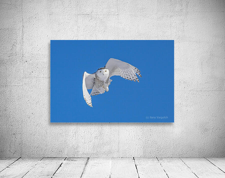 Snowy Owl Wall Preview