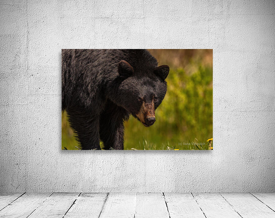 Black Bear Wall Preview