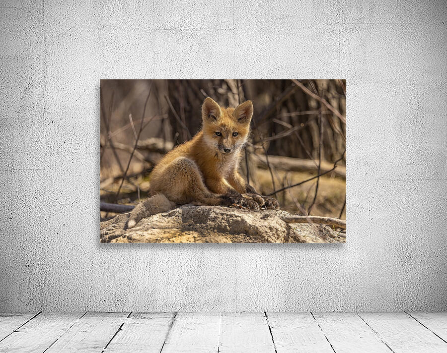 Cute Fox Kit Wall Preview