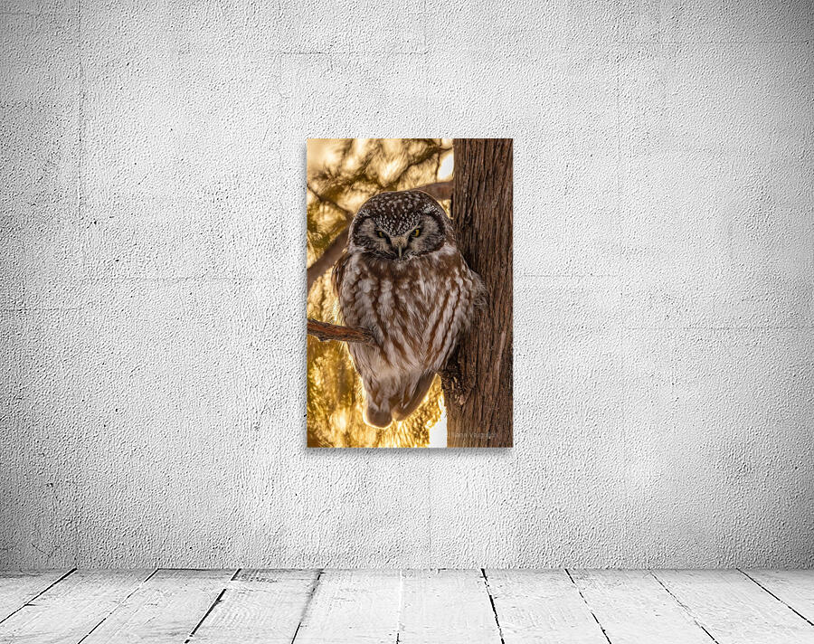 Boreal Owl Wall Preview