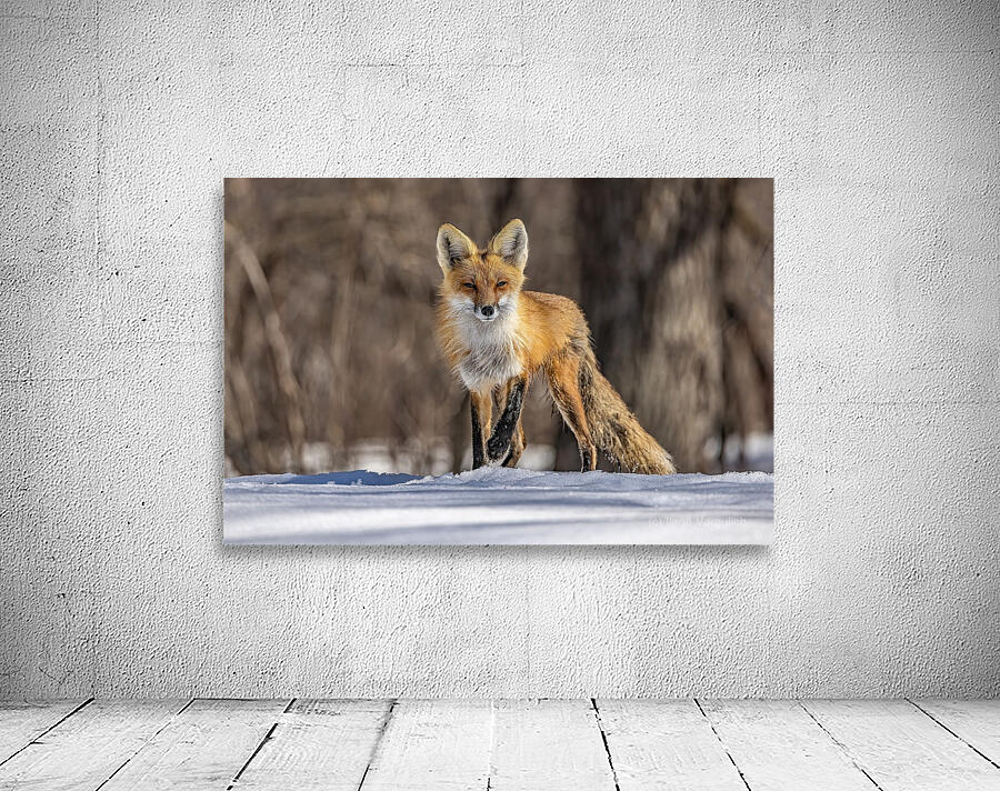 Red Fox Mother Wall Preview