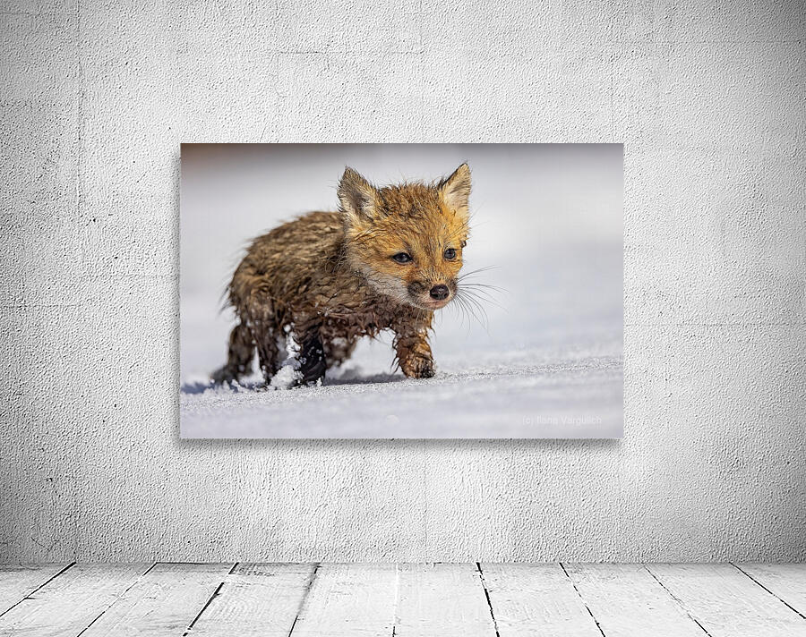 Braveheart Wall Preview