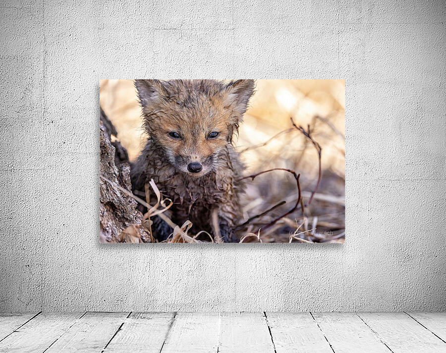 Braveheart 2 Wall Preview