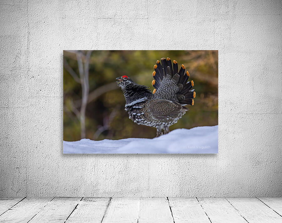 Spruce Grouse 2 Wall Preview