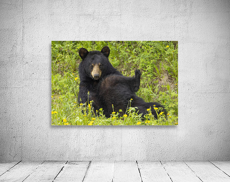 Black Bear Relax  Wall Preview