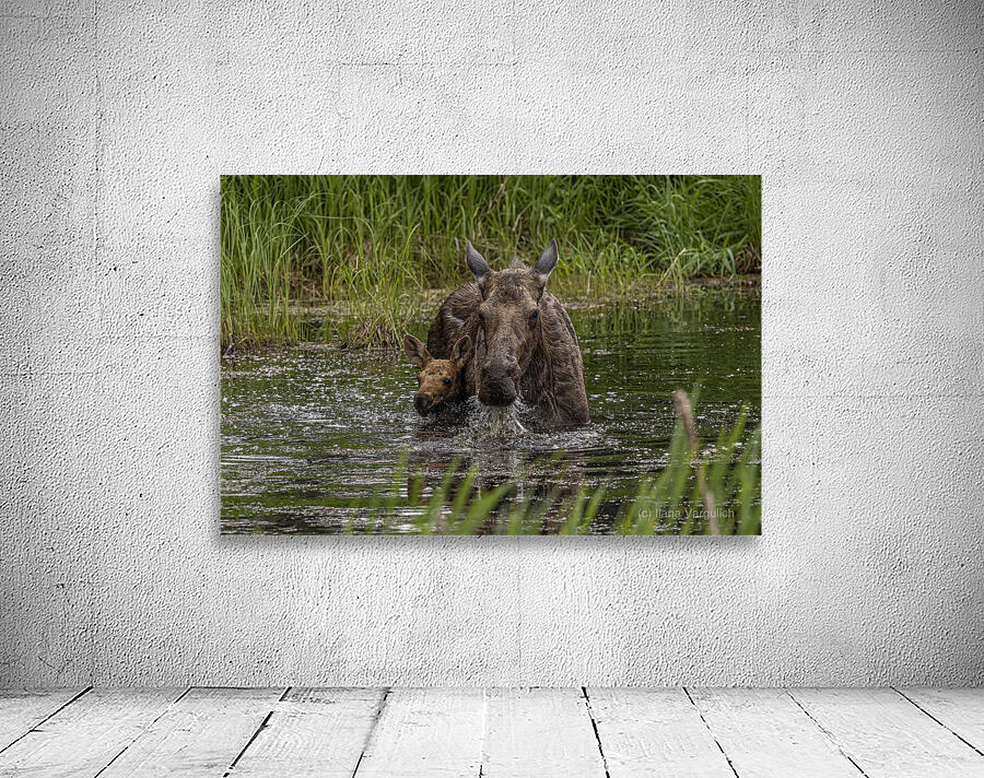 Moose Calf and Mom Wall Preview